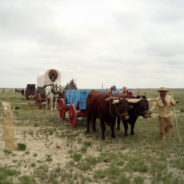 oxen pulling a wagon with people walking alongside