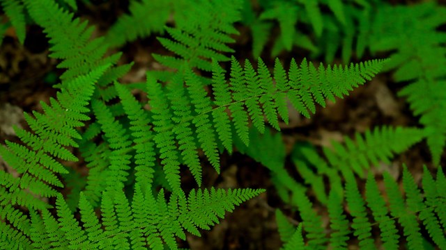 green ferns