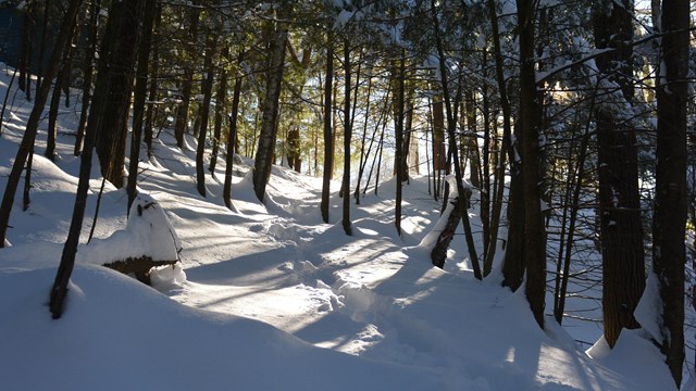 Trails throught the Woods in winter