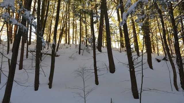 view of forest in winter