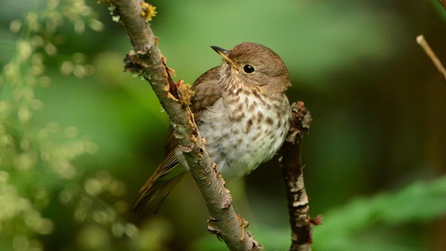 hermit thrush on branch