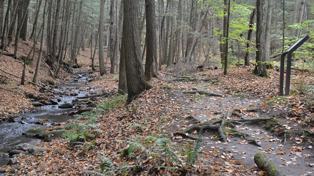 trail along stream in falls