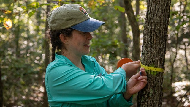 person takes measurement of tree