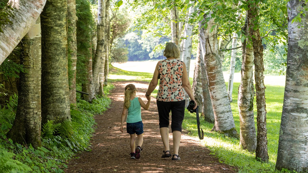 adult and child walk between white birch trees