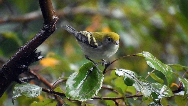 a yellow and grey bird on branch