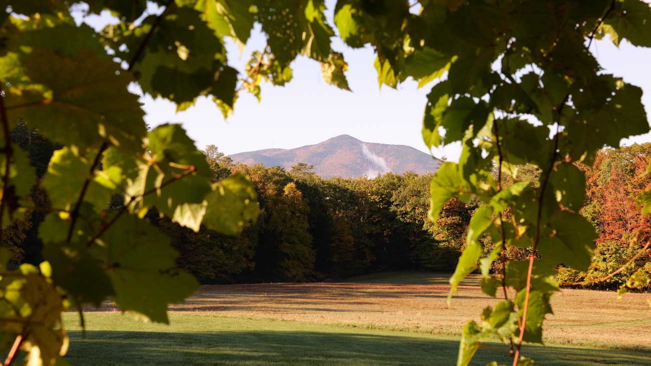 view of mountain between grape vines