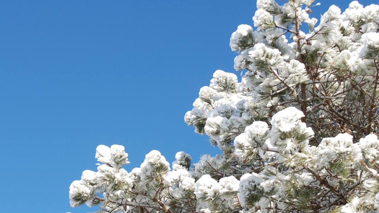 snow covered tree