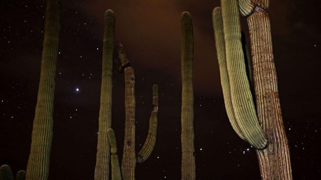 saguaros stand with a starry sky in the background