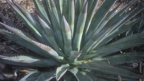 Information on Cacti and Desert Succulents 