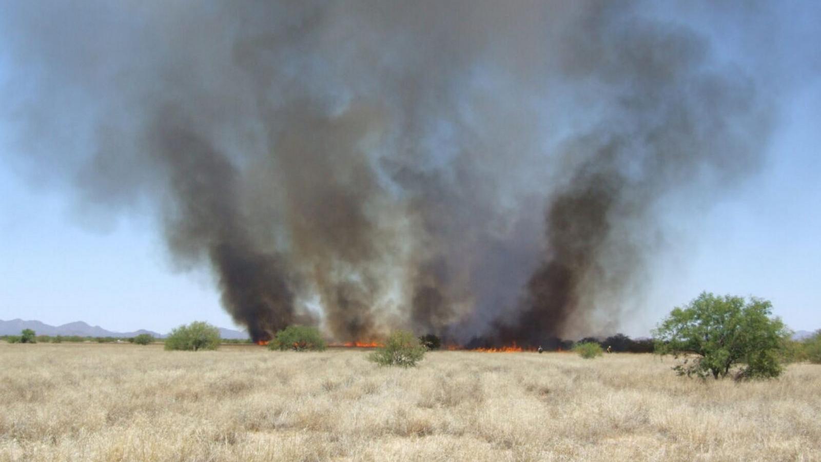 fire among a field of grass in the sonoran desert