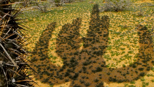 Saguaro shadow