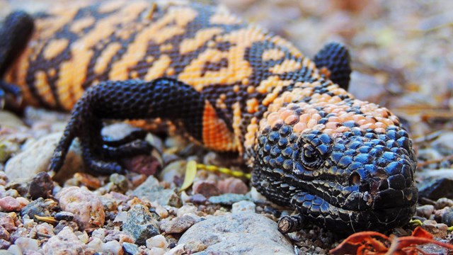 Gila monster with tag