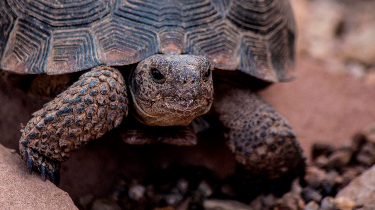 Desert tortoise