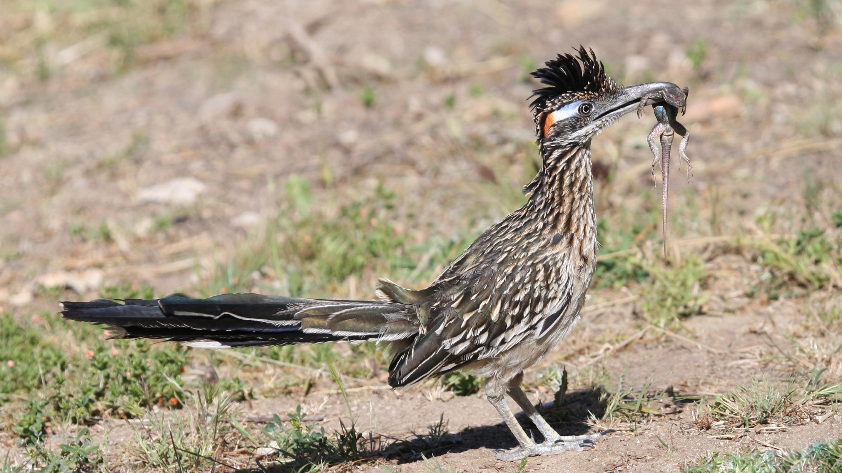 Close up photograph of a roadrunner holding a lizard in its bill.