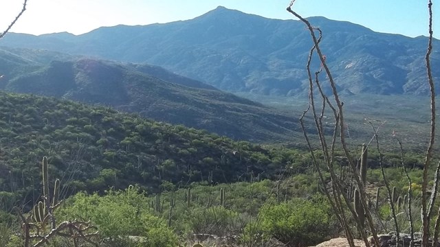 Hiking in Saguaro National Park