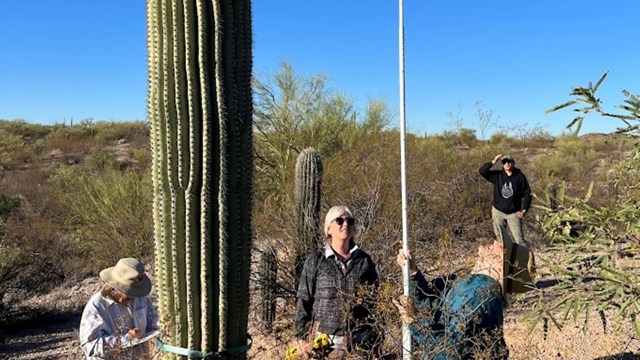 citizen scientists measure arms on a saguaro
