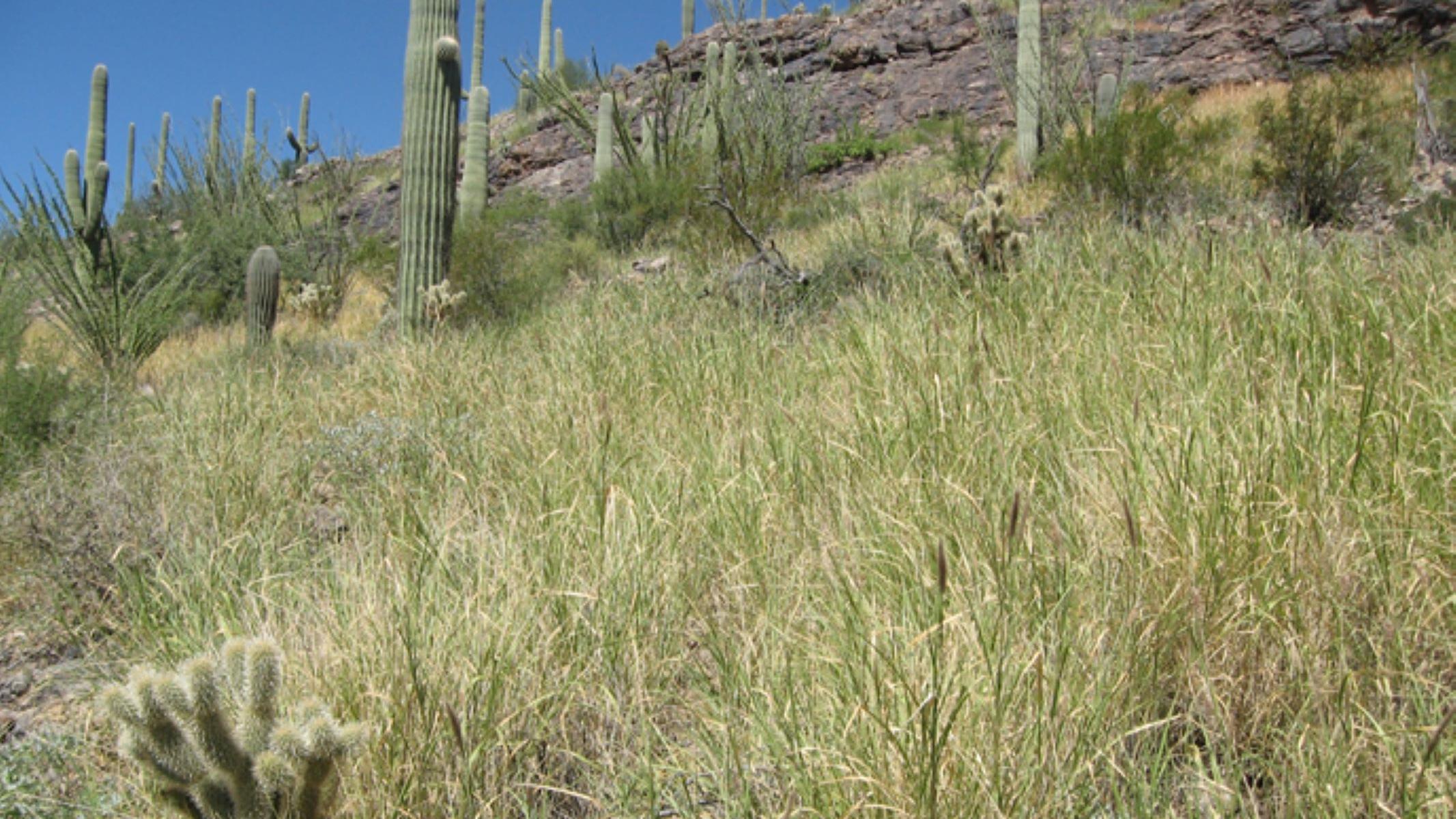 buffelgrass patch