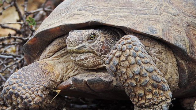 Reptiles in the Park 