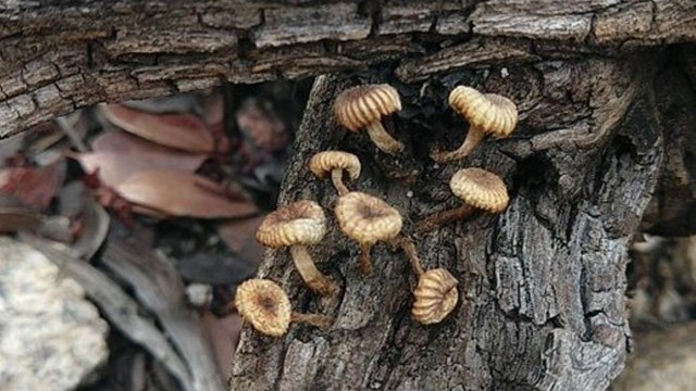 algae, fungi and bacteria 