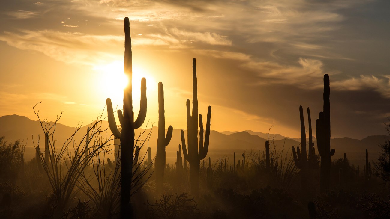 the sun sets behind a handful of saguaros