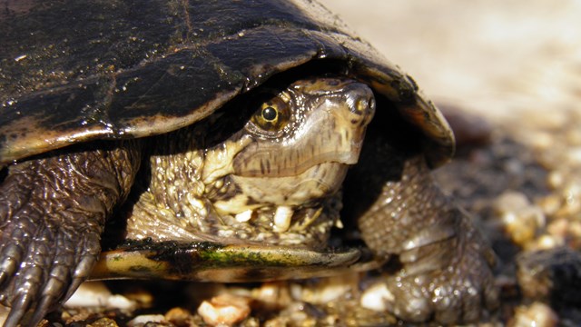 Turtles and tortoises