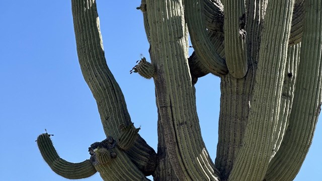 a giant saguaro with many arms stands in front of a mountain range