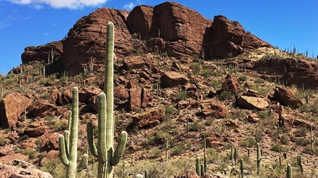 Saguaros with rock peaks behind