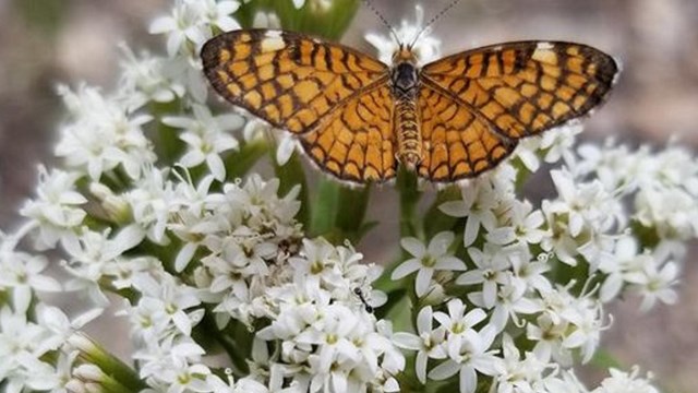butterfly landing on flowers