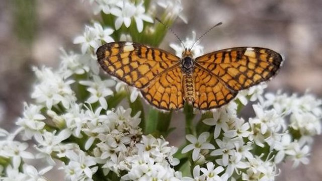 butterfly landing on flowers