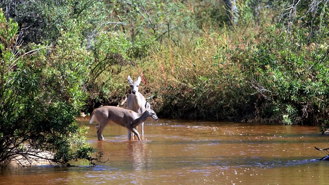 two white-tailed deer stand in a creek at Saguaro National Park