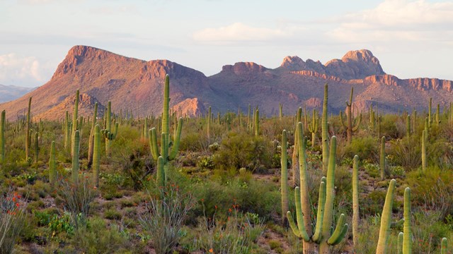 mature saguaros stand in front of mountains lit by the sunset