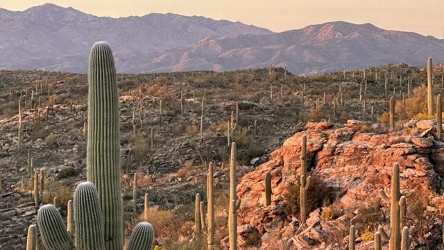 saguaros stand in front of large mountain 