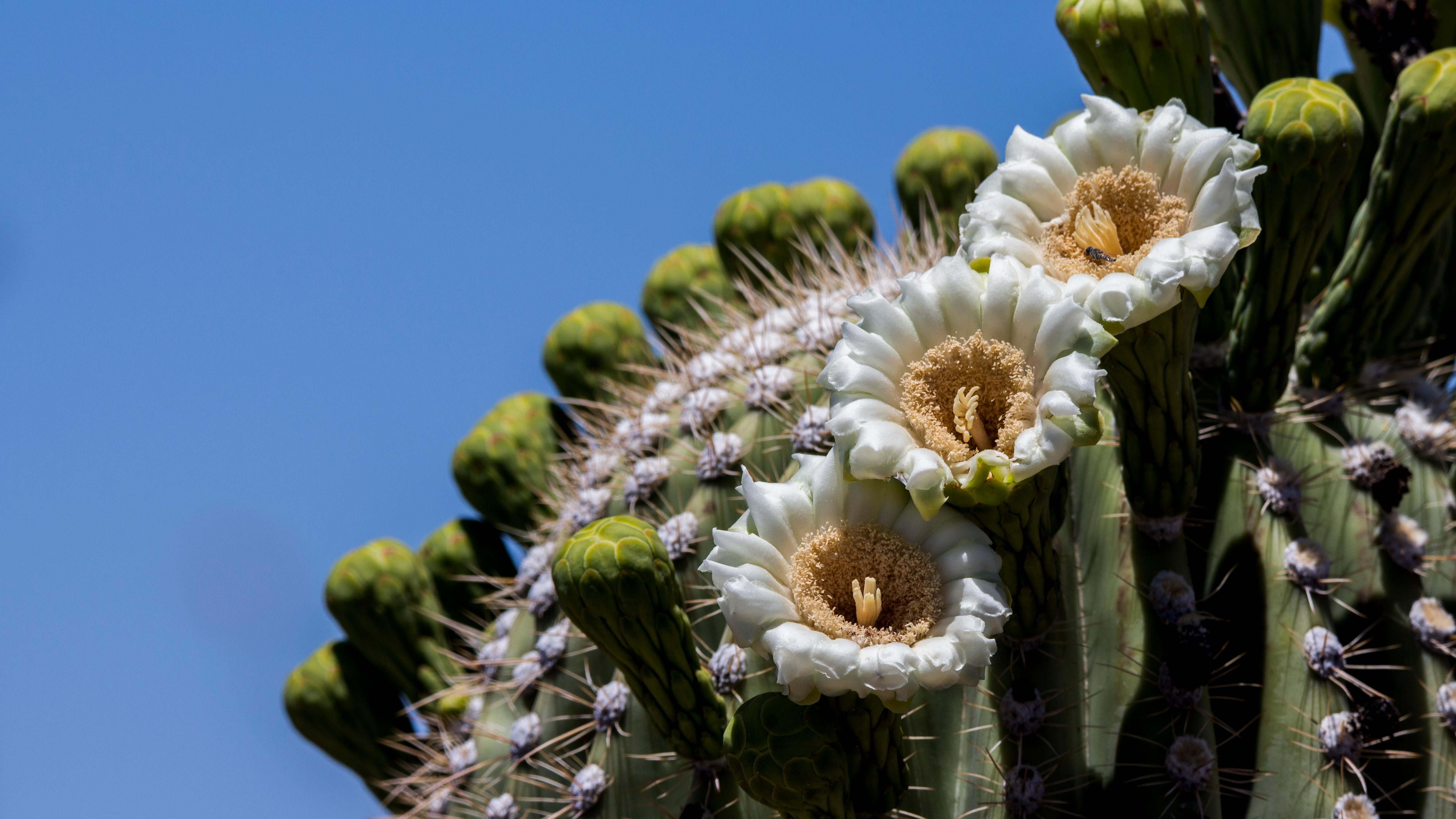 Closeup image of three saguaro flowers in bloom along with 15 green buds that have not yet bloomed.