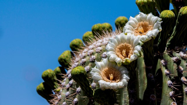 Image of saguaro flowers from the Saguaro Annual Park Pass
