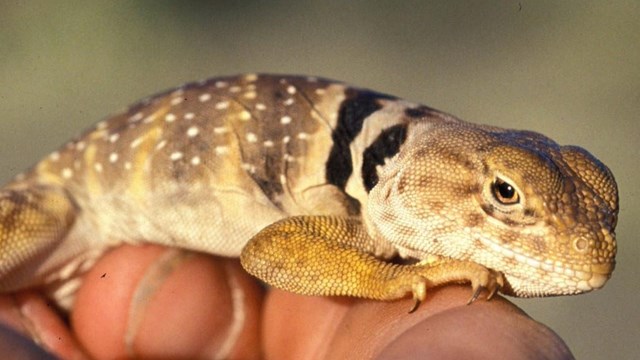 eastern collared lizard 