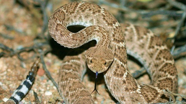 Western Diamondback Rattlesnake