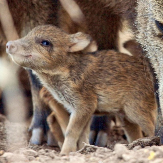 Two javelina, a baby and an adult, stand next to each other