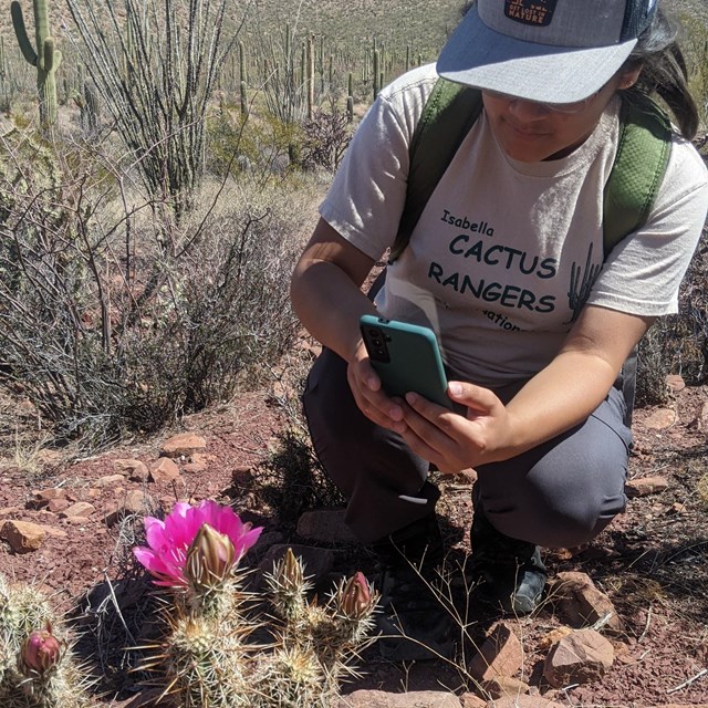 young person taking close-up photograph of cactus flower