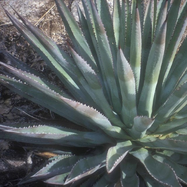 Information on Cacti and Desert Succulents 