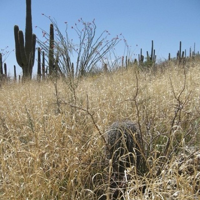 Non-native Invasive Plants