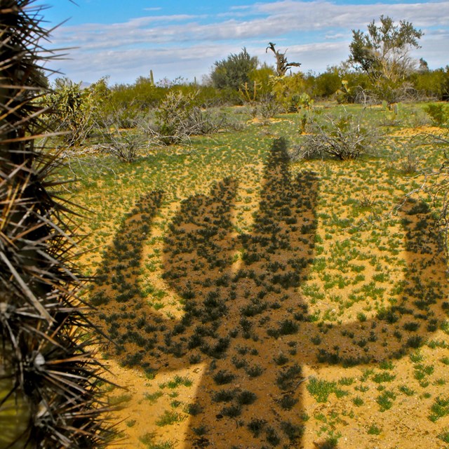 Saguaro shadow