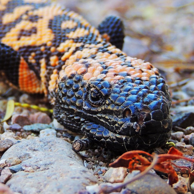 Gila monster with tag