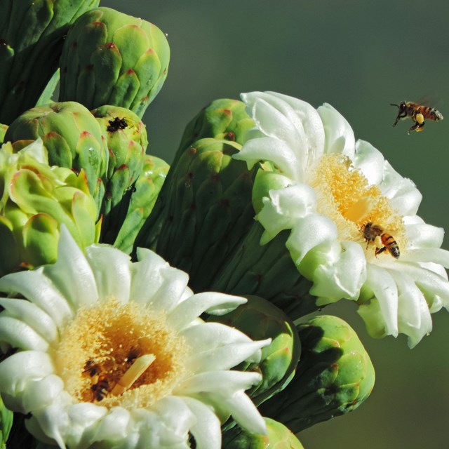 Saguaro Flower Power Project