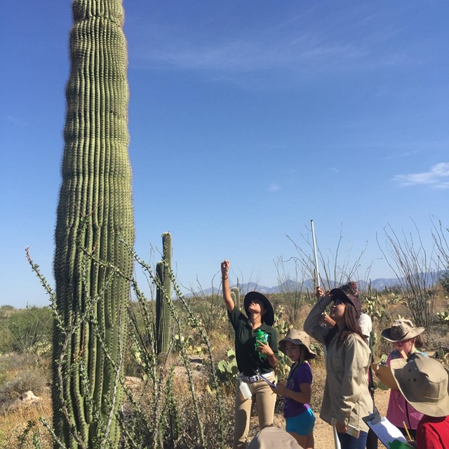 Saguaro Census 2020