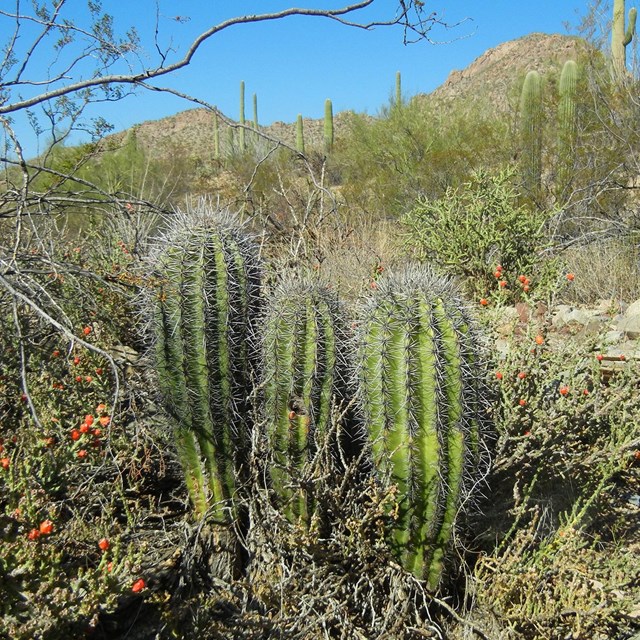 Three juvenile saguaros. Mature saguaros in background.