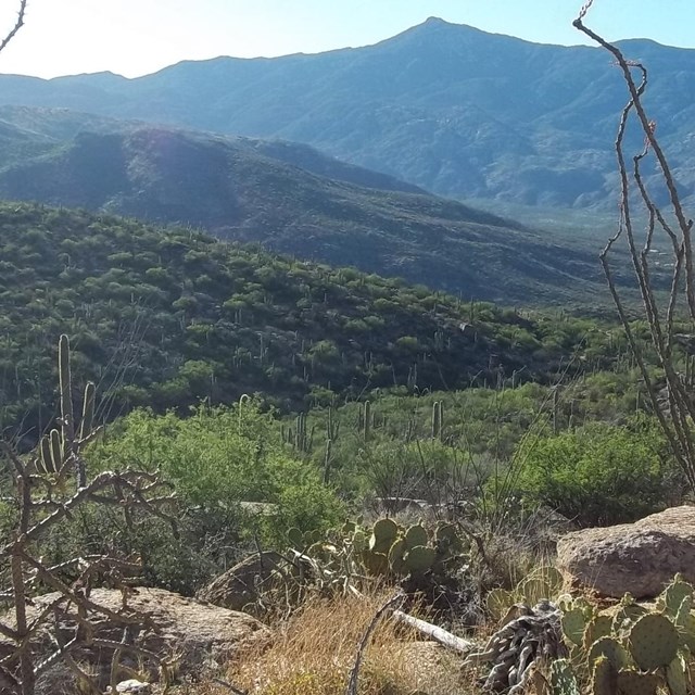 Hiking in Saguaro National Park