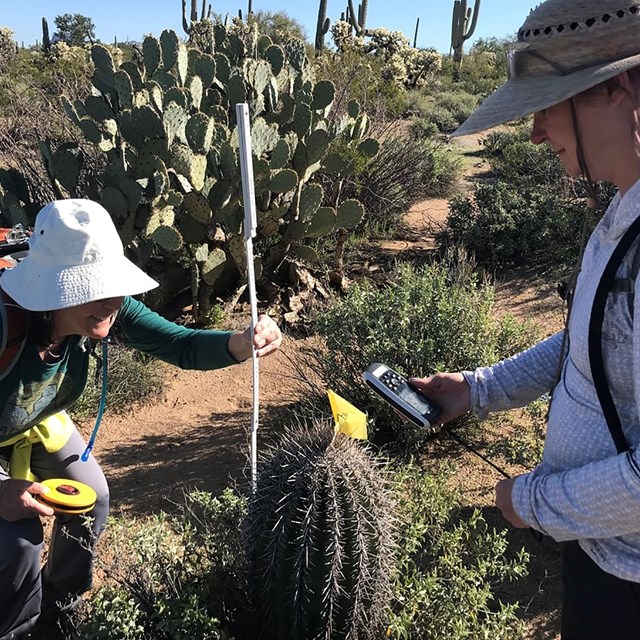 Two women in hats measure the height of a saguaro cactus