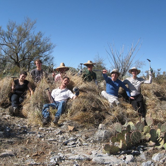 Buffelgrass volunteers