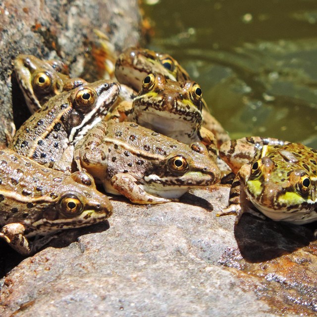 An image of a Lowland Leopard Frog