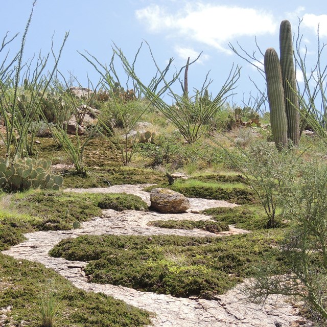 An image of the desert landscape with saguaros and ocotillos